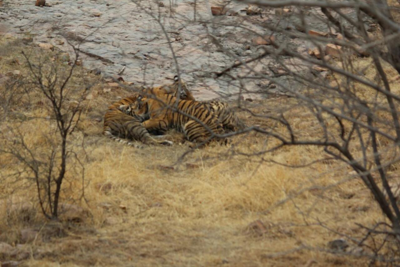 Hotel Tiger Regency Resort Sawai Madhopur Bagian luar foto